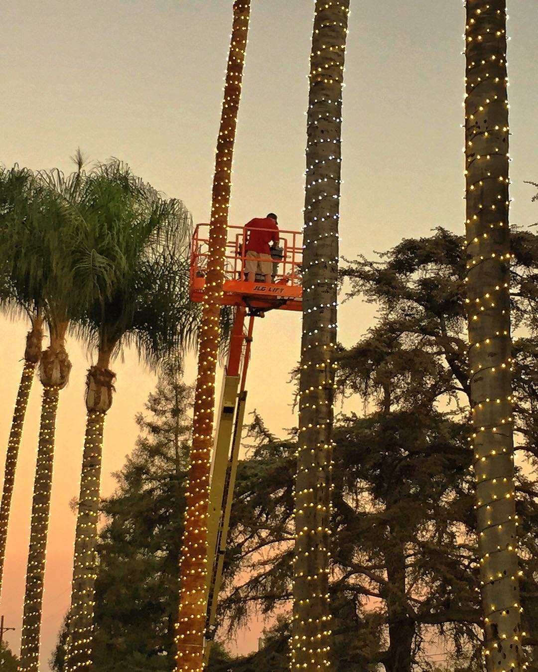 A Christmas Brothers team member hanging lights on a residential palm tree in LA as part of their Christmas light installation service