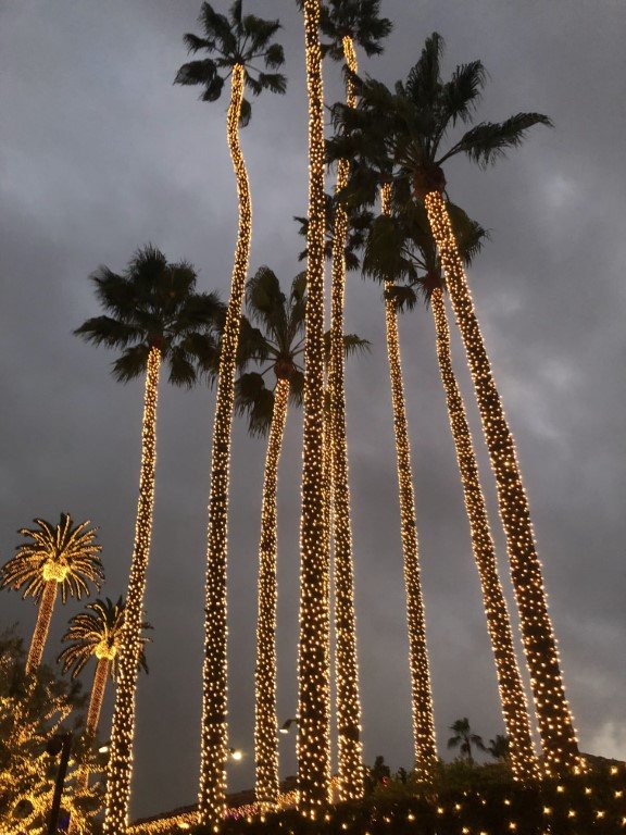 Hollywood palm trees decorated in Christmas lighting by Christmas Brothers professional holiday light installers